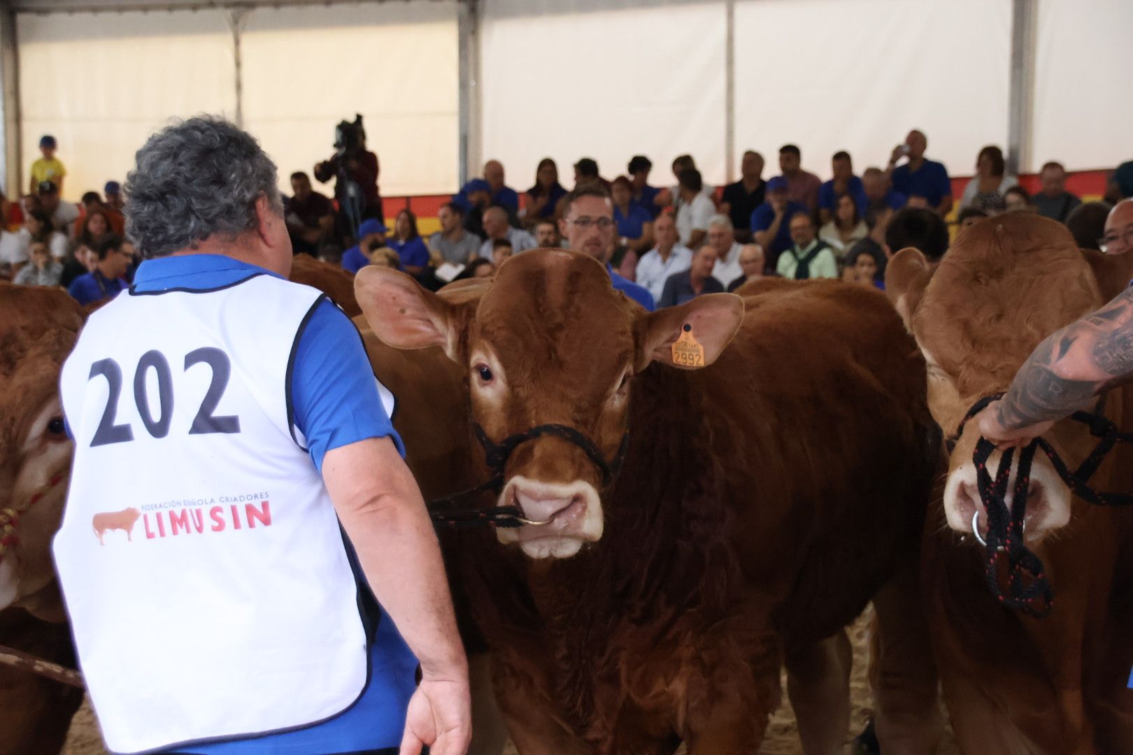 Concurso Morfológico Limusina