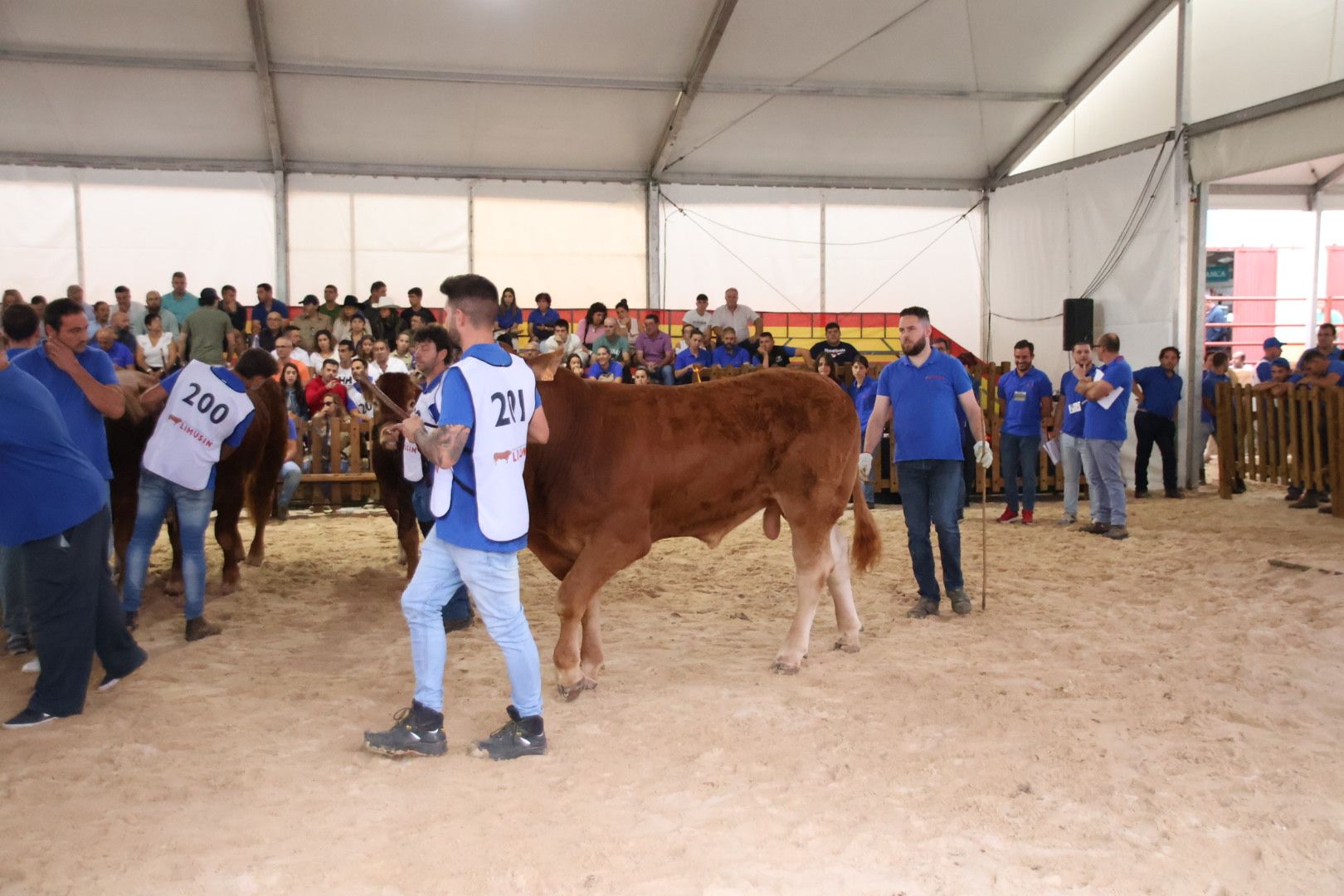 Concurso Morfológico Limusina6953