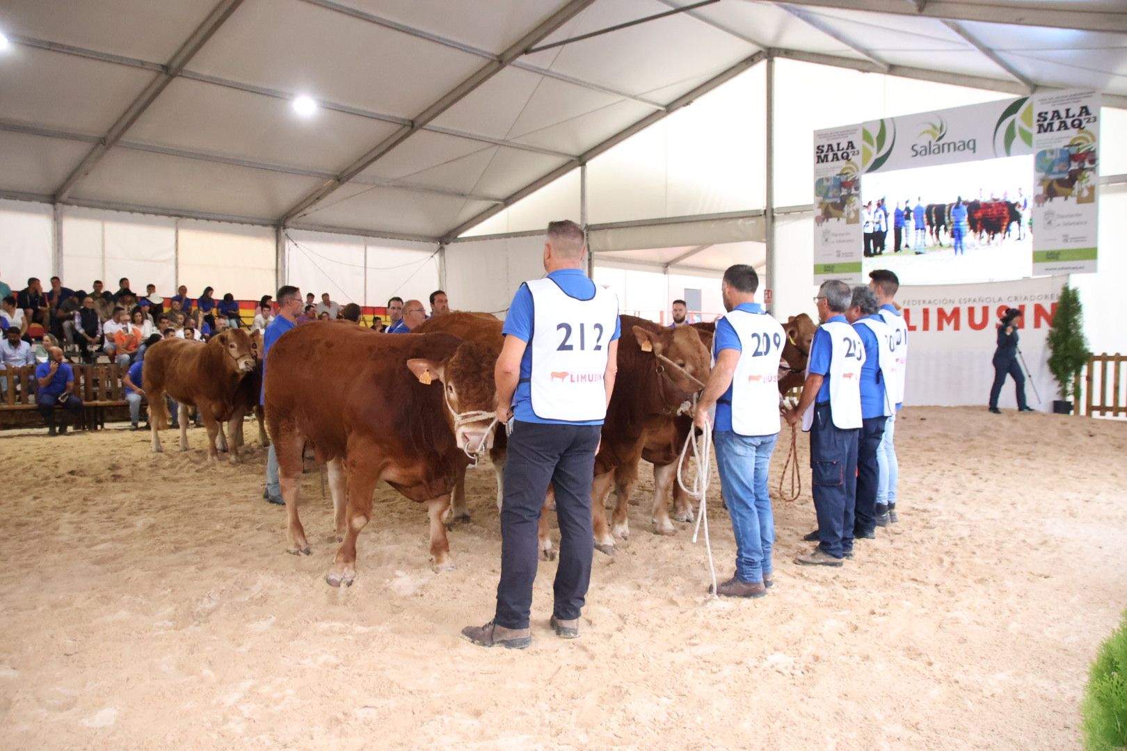 Concurso Morfológico Limusina