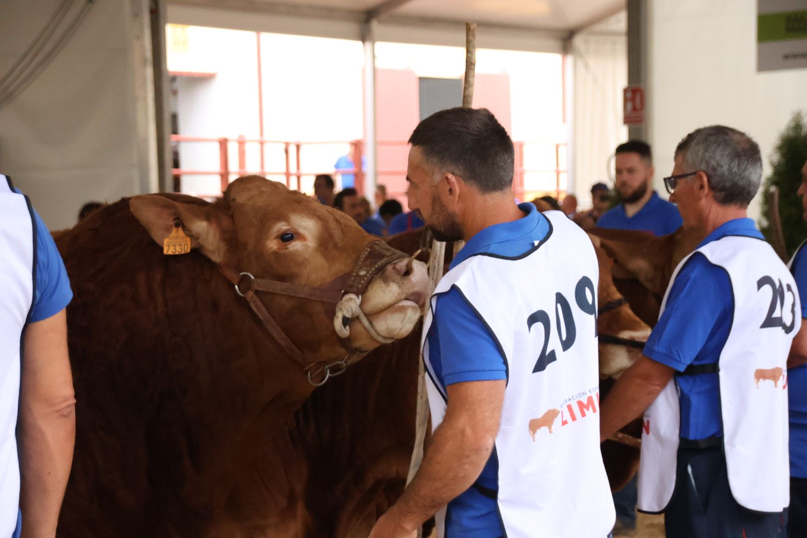 Concurso Morfológico Limusina