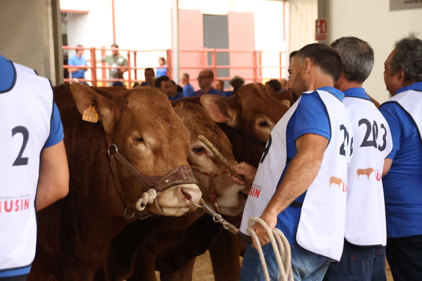 Concurso Morfológico Limusina