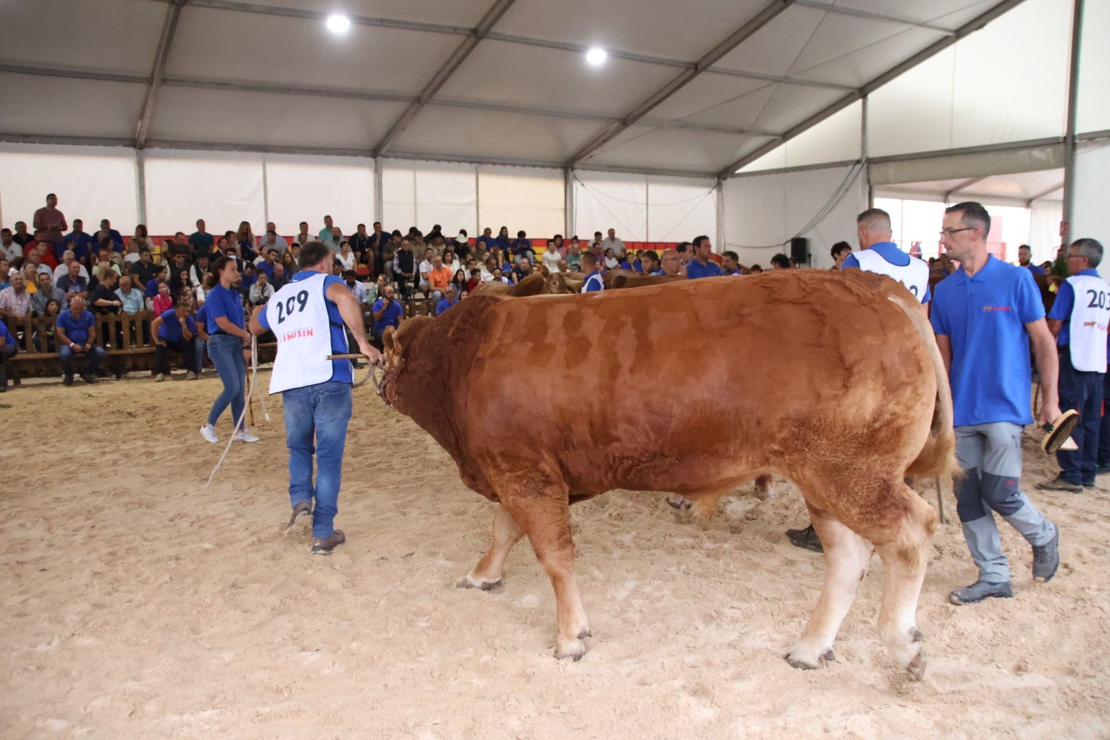 Concurso Morfológico Limusina