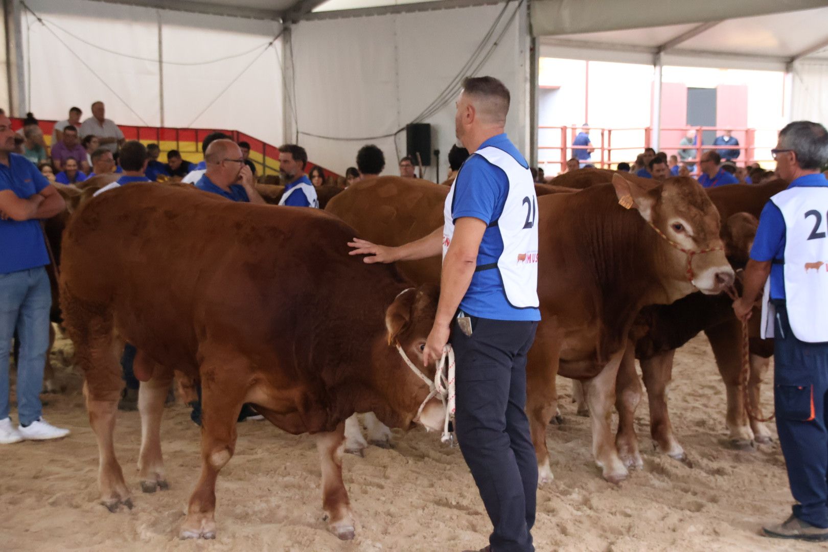 Concurso Morfológico Limusina