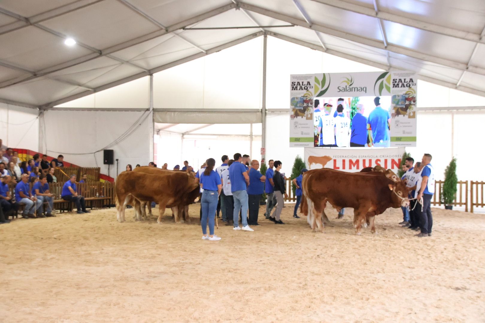 Concurso Morfológico Limusina