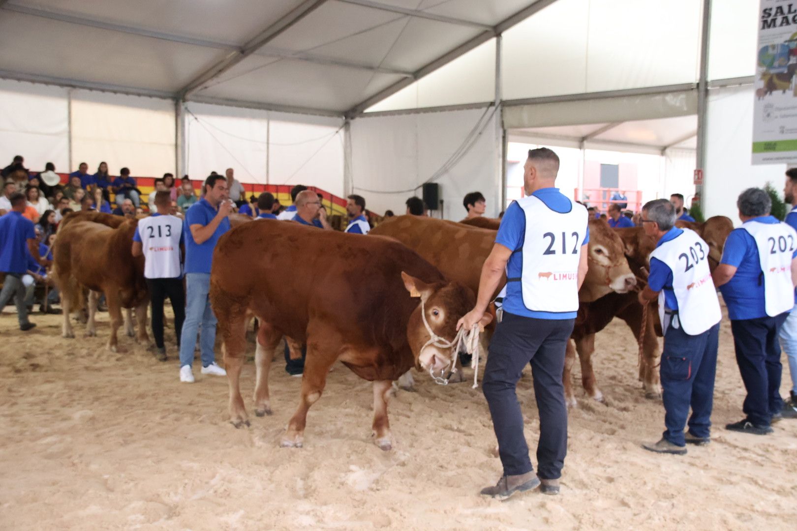 Concurso Morfológico Limusina