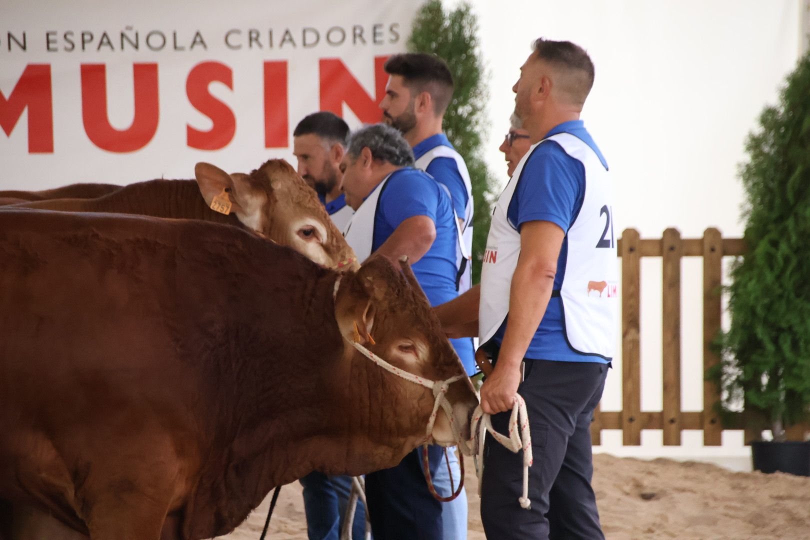 Concurso Morfológico Limusina