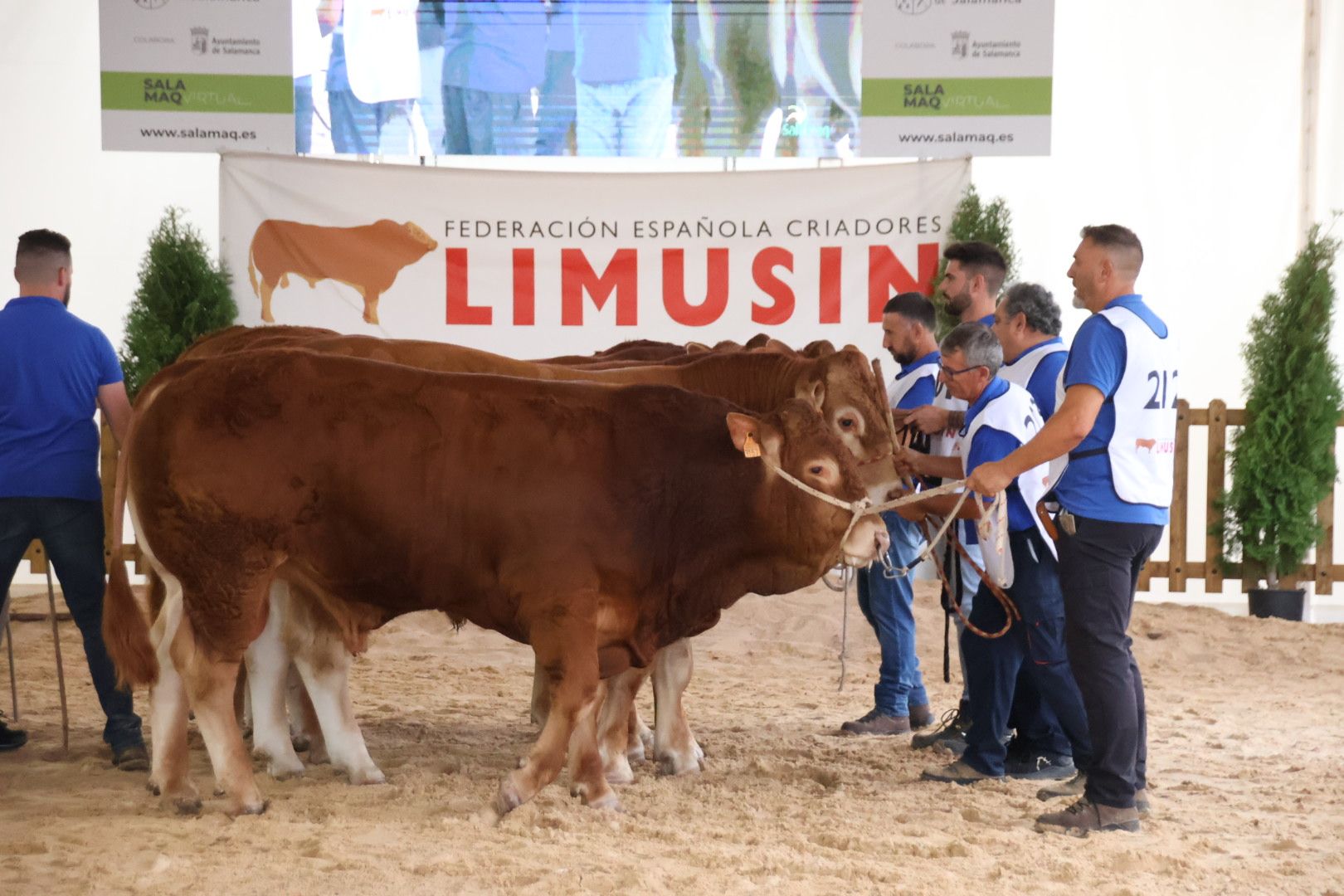 Concurso Morfológico Limusina