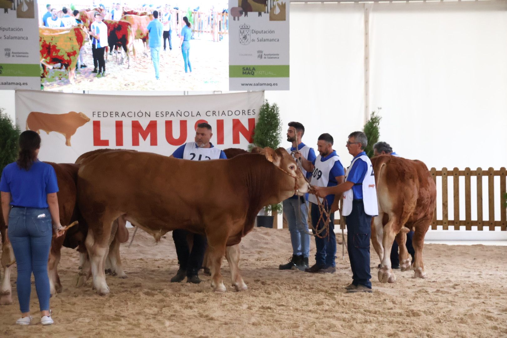 Concurso Morfológico Limusina