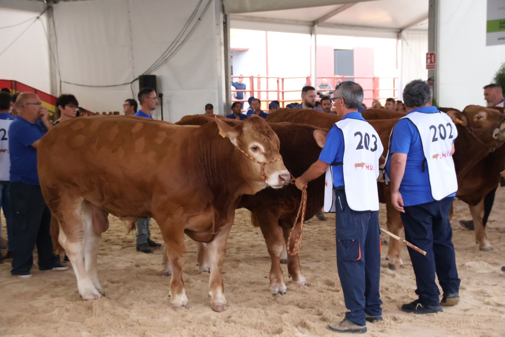 Concurso Morfológico Limusina