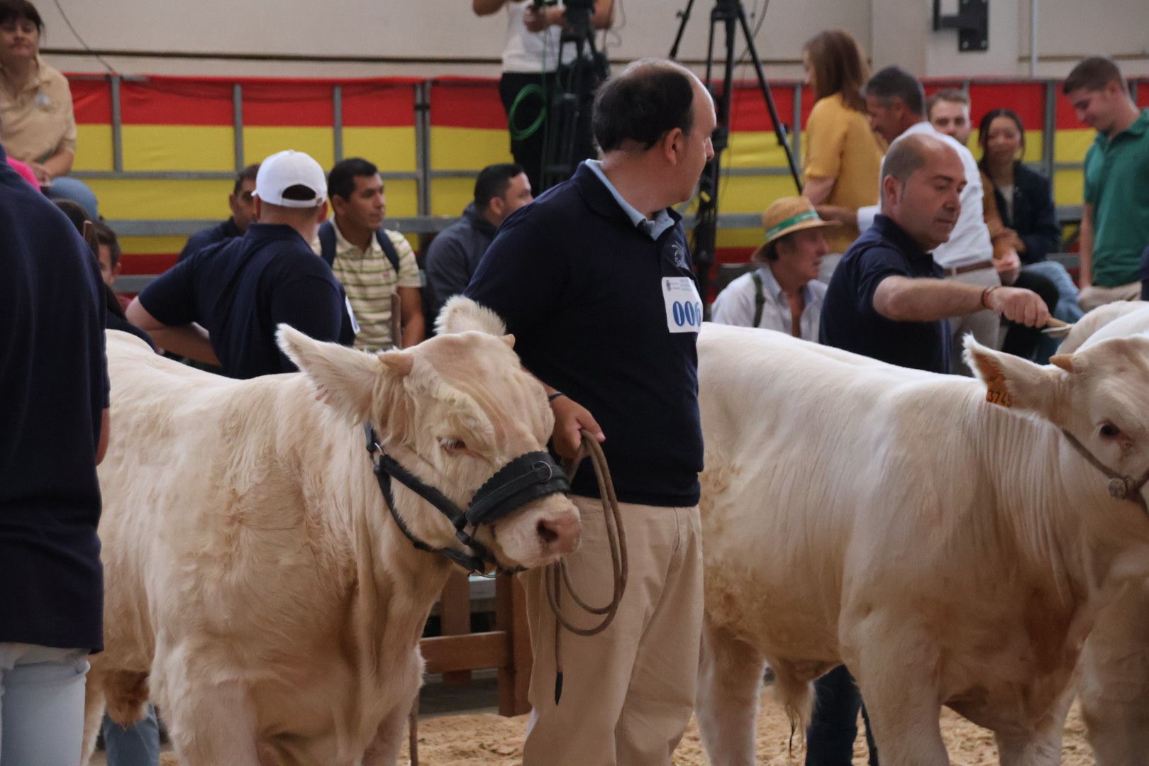 Concurso Morfológico charolesa