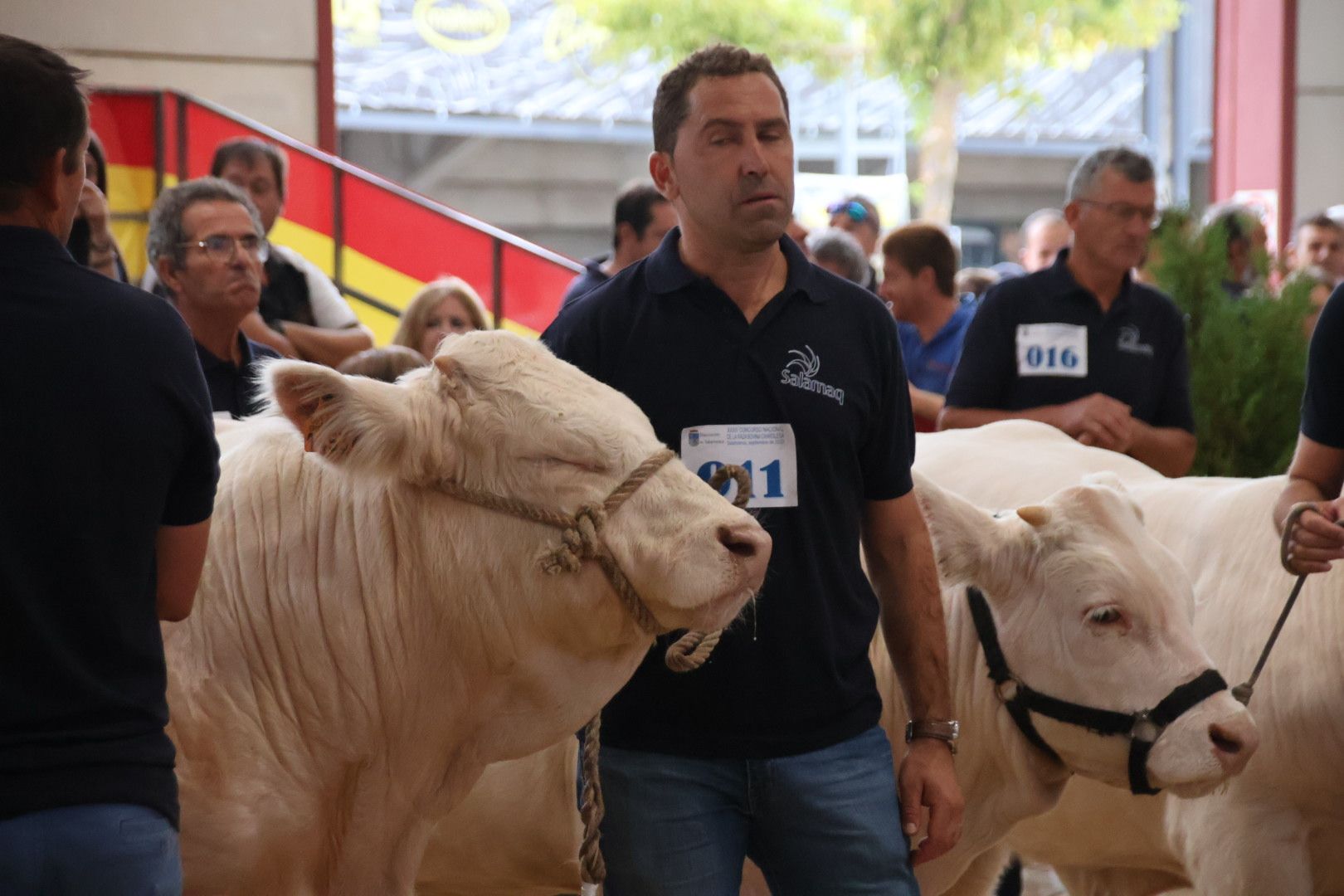 Concurso Morfológico charolesa