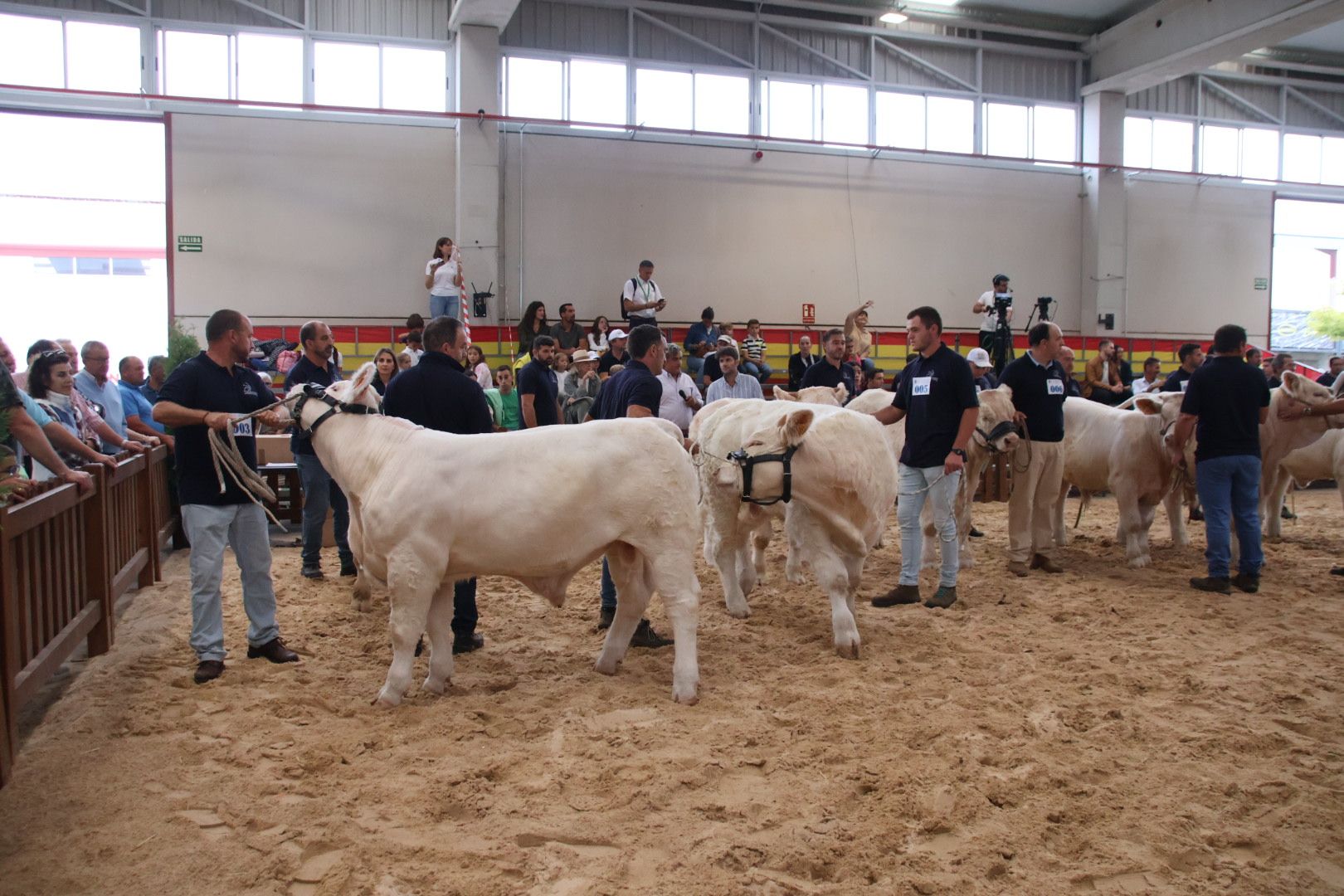 Concurso Morfológico charolesa