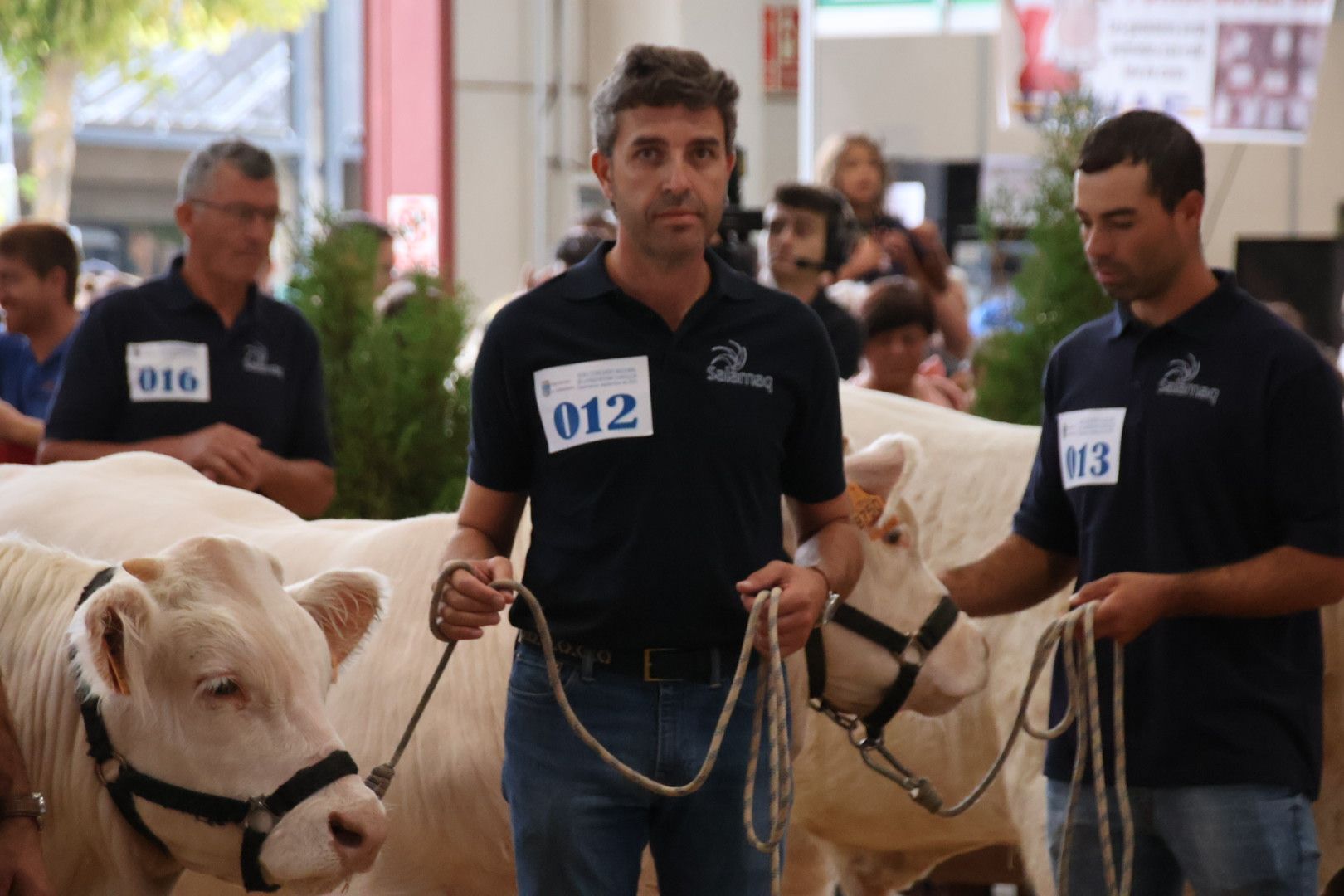 Concurso Morfológico charolesa