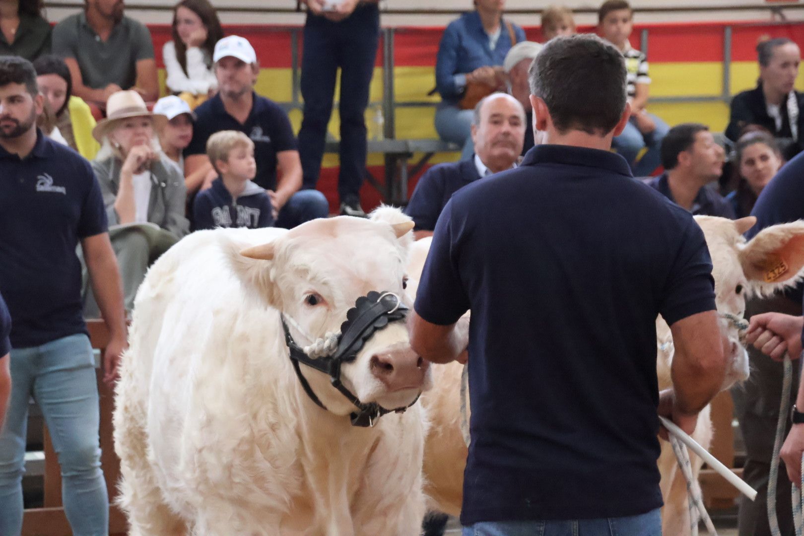 Concurso Morfológico charolesa