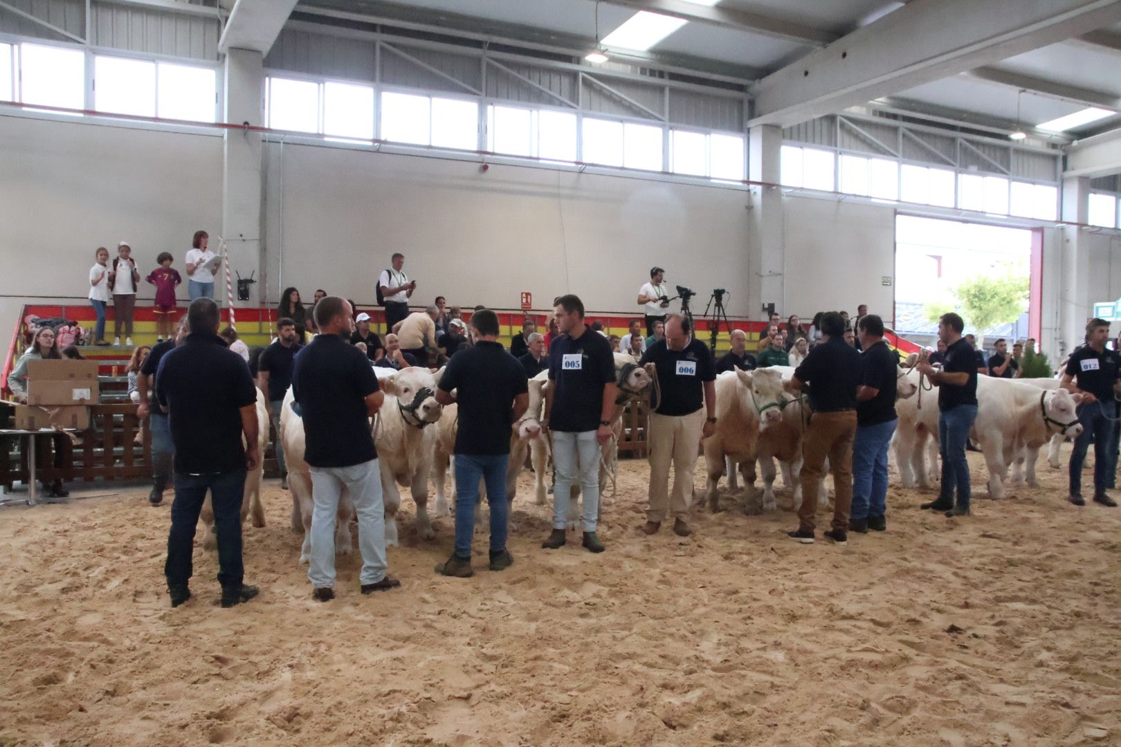 Concurso Morfológico charolesa