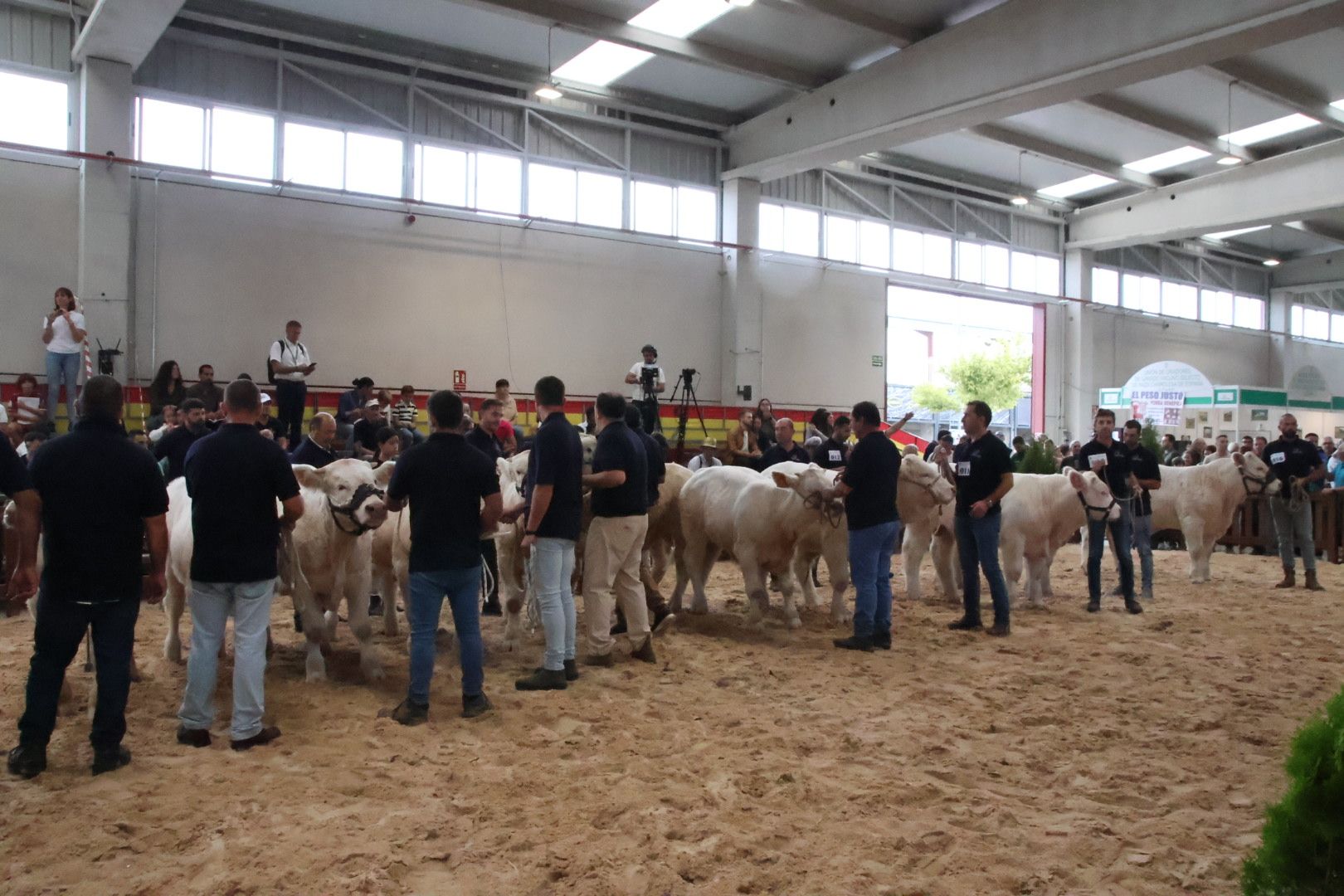 Concurso Morfológico charolesa