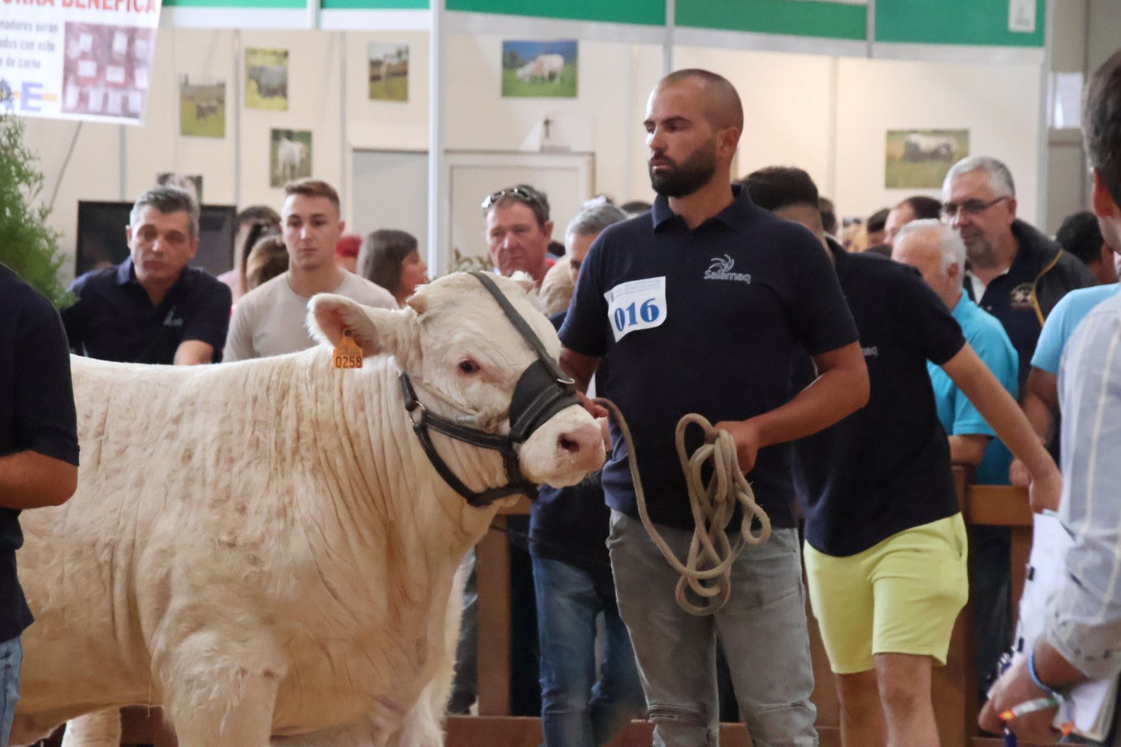 Concurso Morfológico charolesa