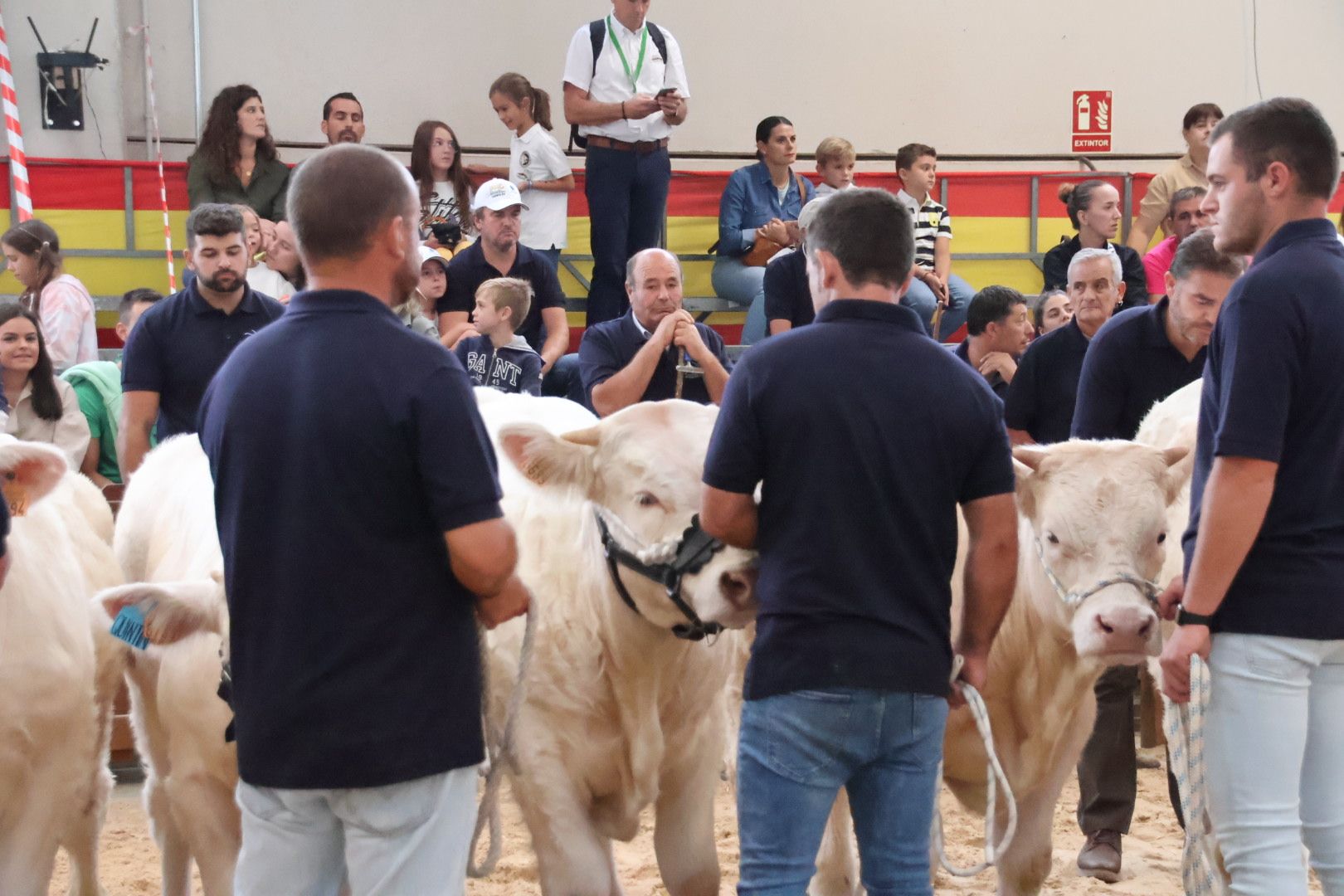 Concurso Morfológico charolesa6938