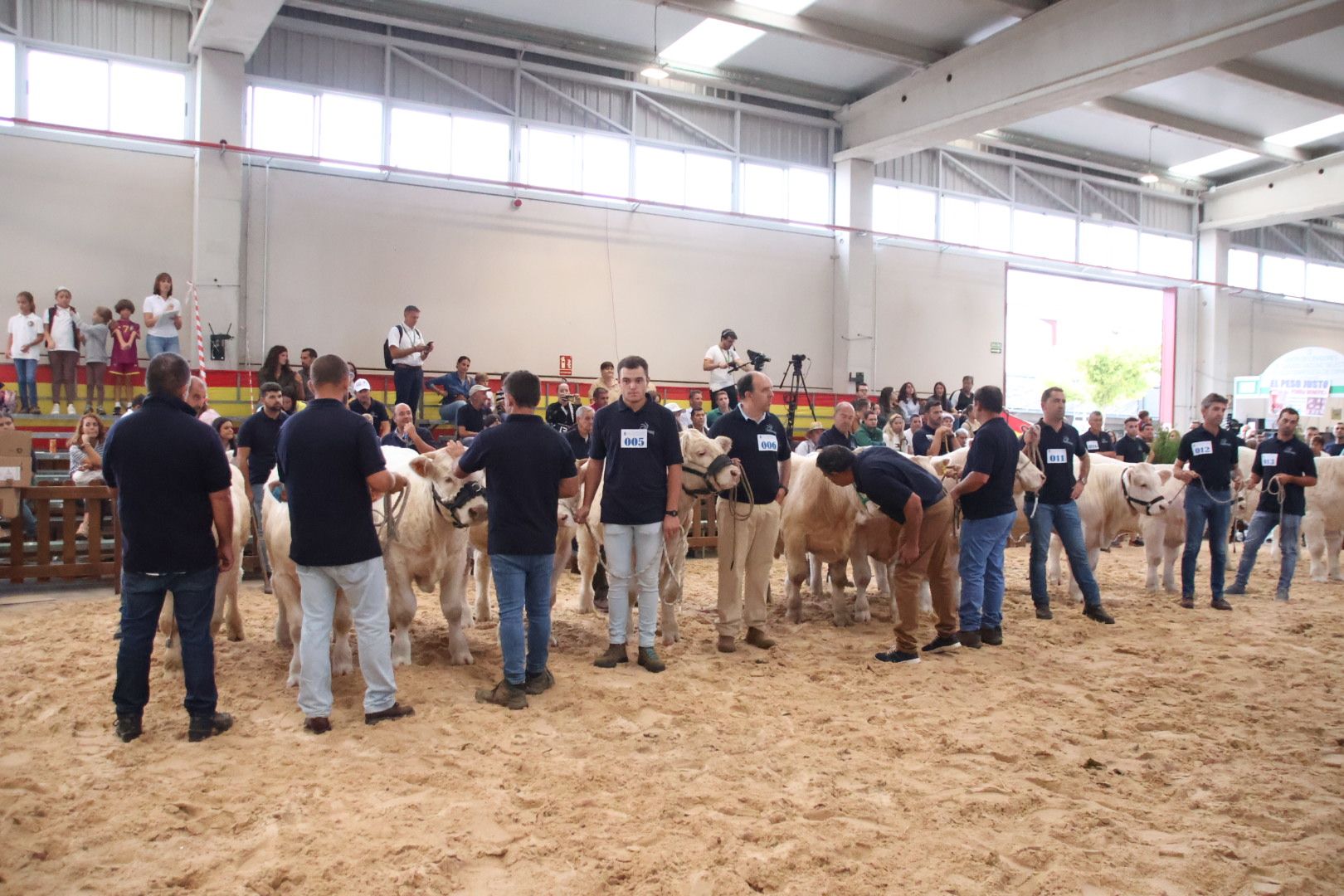 Concurso Morfológico charolesa