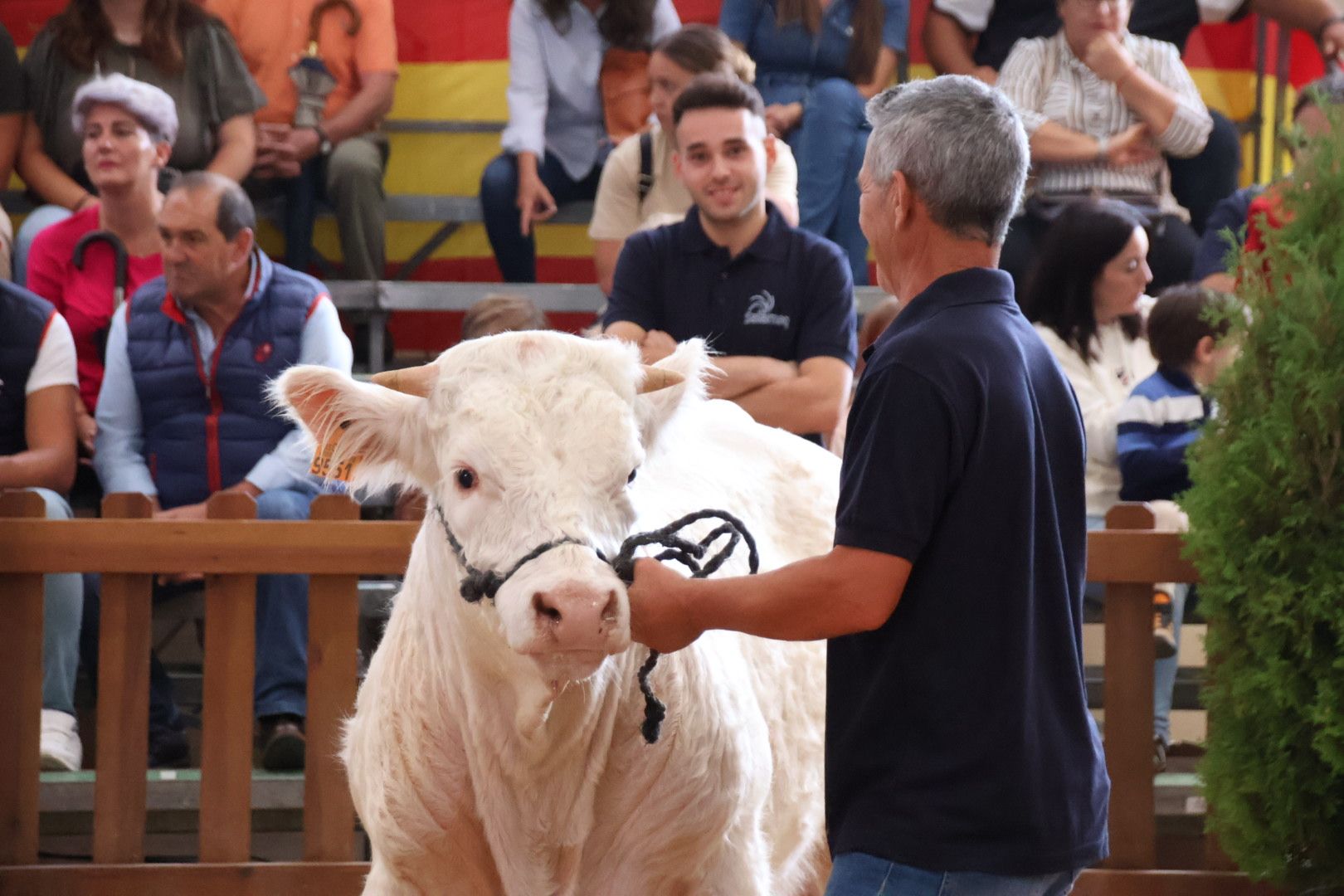 Concurso Morfológico charolesa