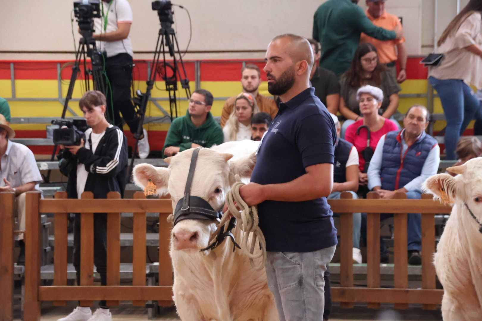 Concurso Morfológico charolesa