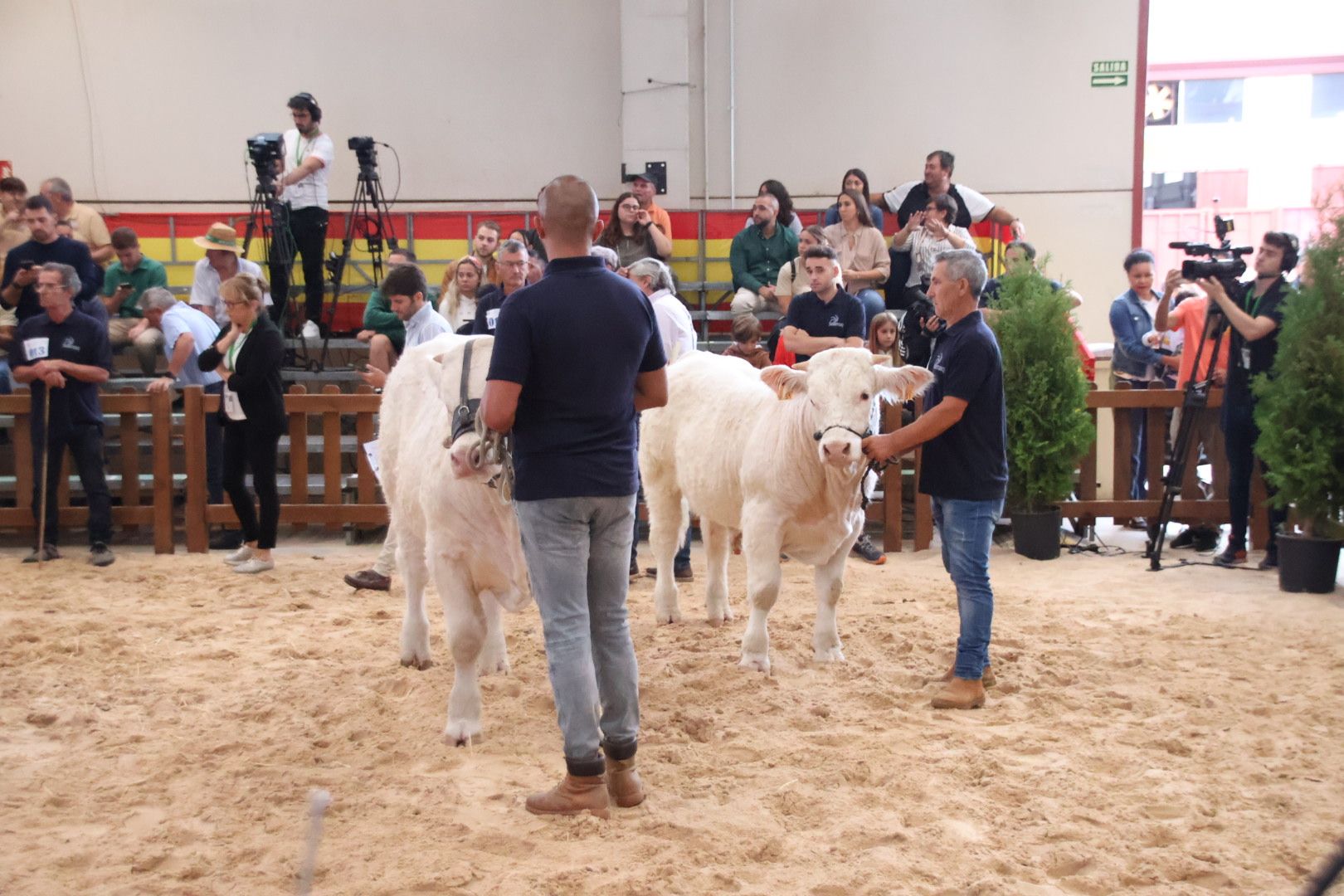 Concurso Morfológico charolesa