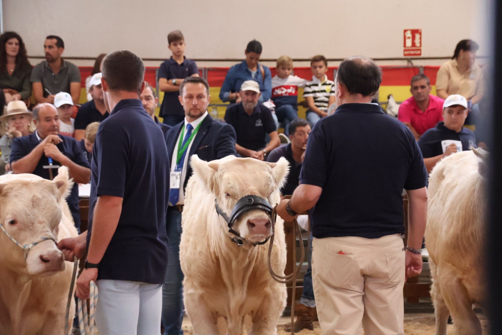 Concurso Morfológico charolesa