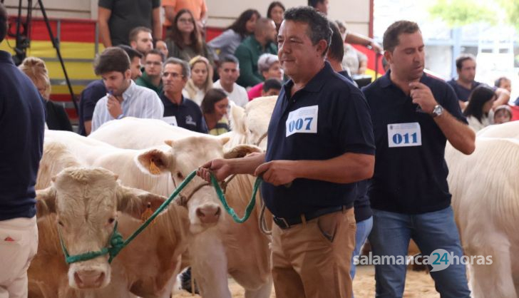 Concurso Morfológico charolesa