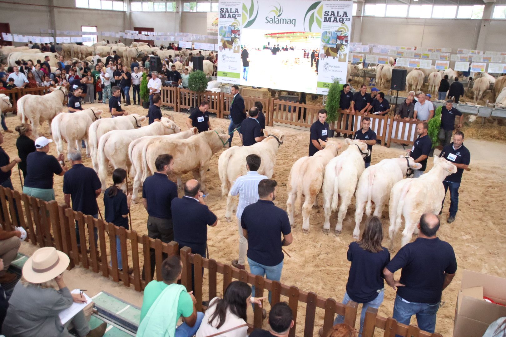 Concurso Morfológico charolesa