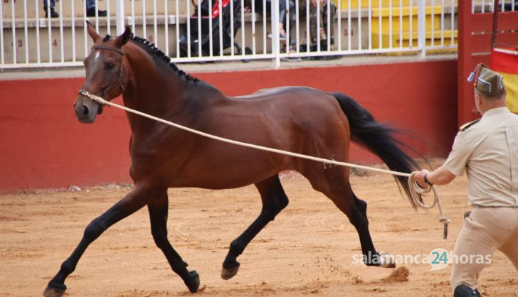 Exhibición de razas equinas del CMCC de Ávila