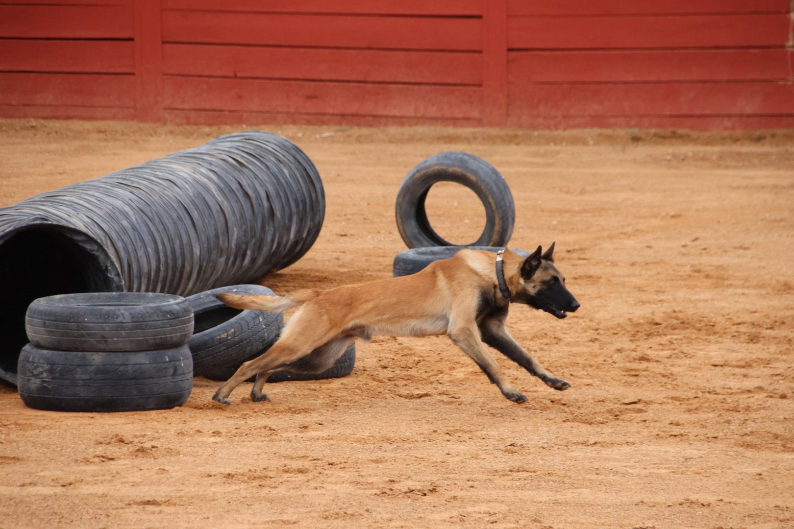 Exhibición unidad canina del CMCC de Ávila