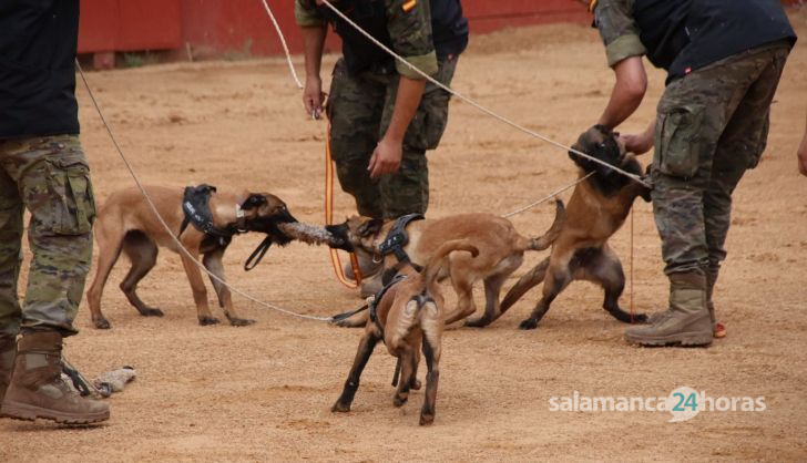 Exhibición unidad canina del CMCC de Ávila