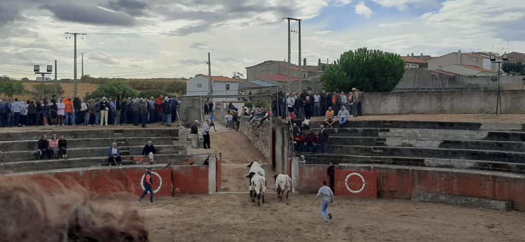 Segundo encierro en Pereña de la Ribera. Fotos S24H (3)