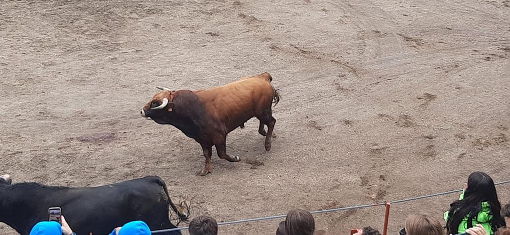 Segundo encierro en Pereña de la Ribera. Fotos S24H (15)