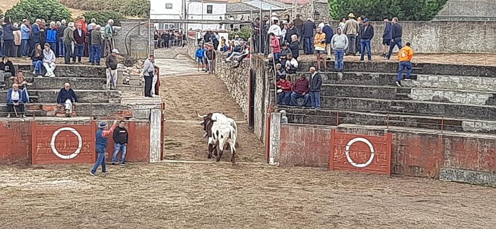 Segundo encierro en Pereña de la Ribera. Fotos S24H (19)