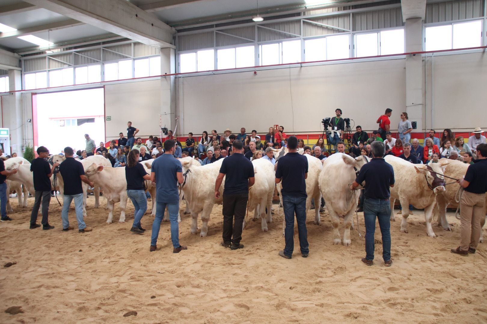 Concursos morfológicos en salamaq 