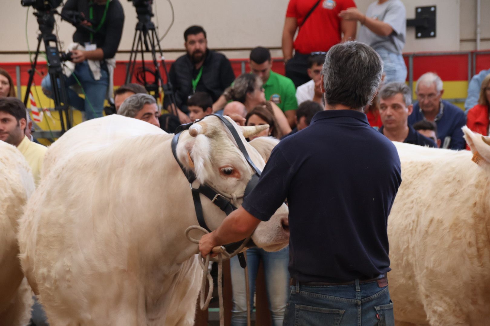 Concursos morfológicos en salamaq 