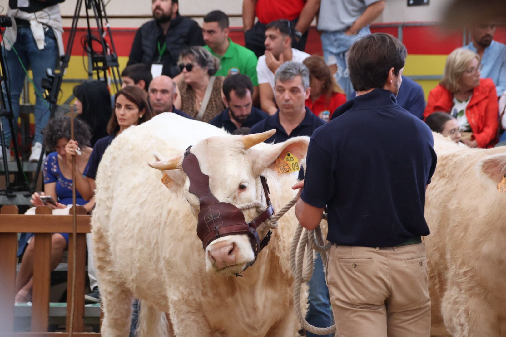 Concursos morfológicos en salamaq 