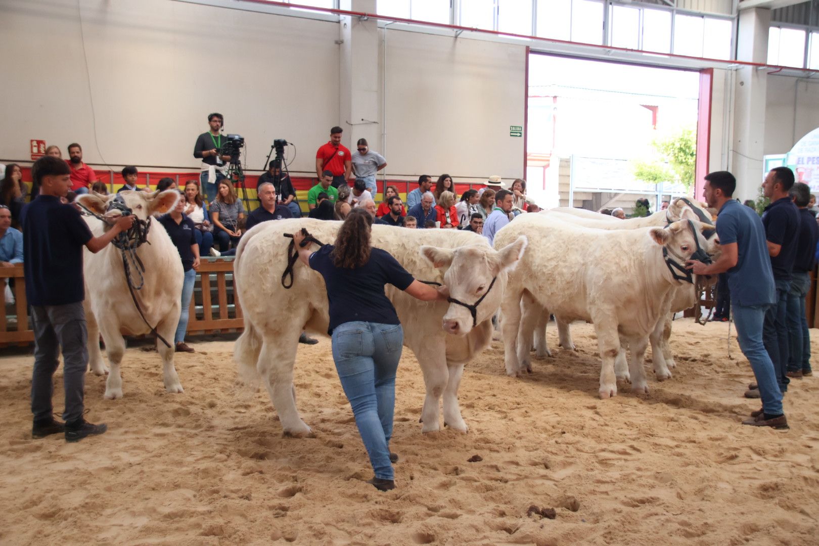 Concursos morfológicos en salamaq 