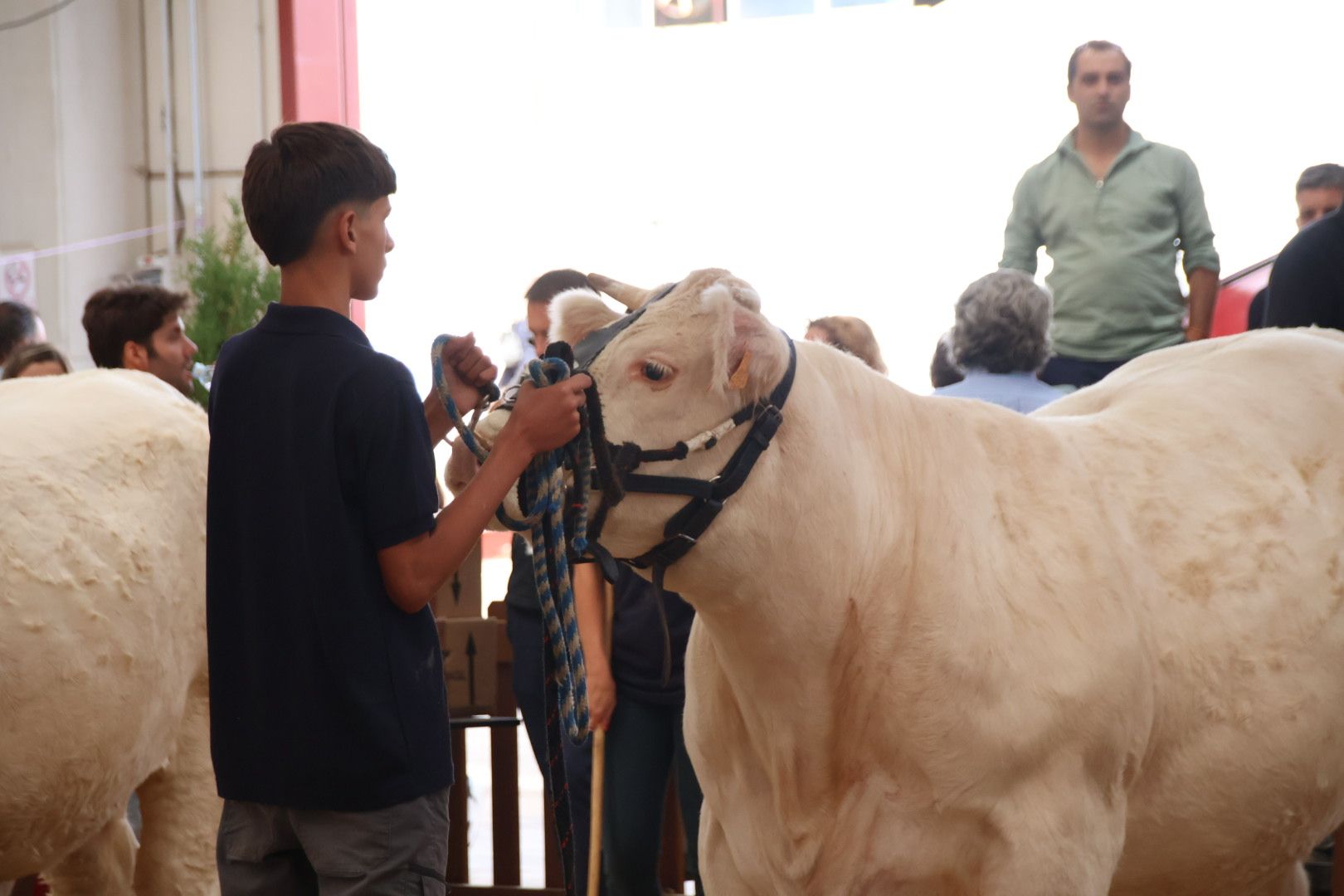 Concursos morfológicos en salamaq 7781