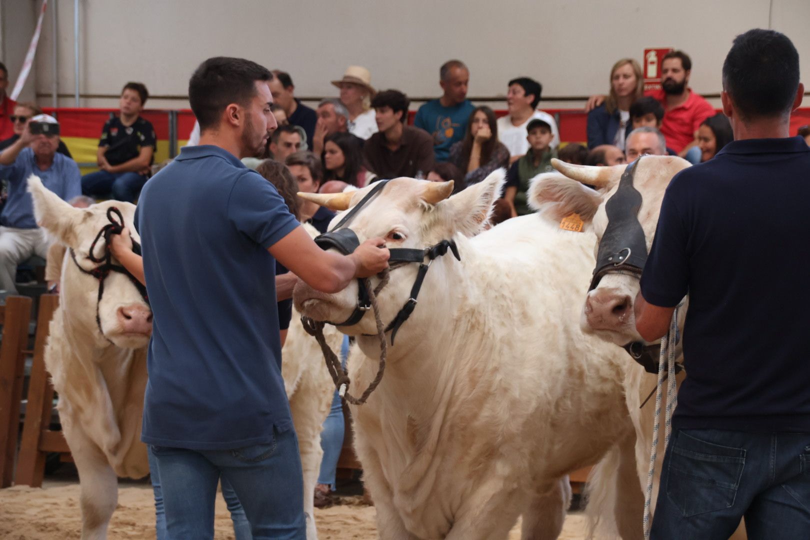 Concursos morfológicos en salamaq 7782