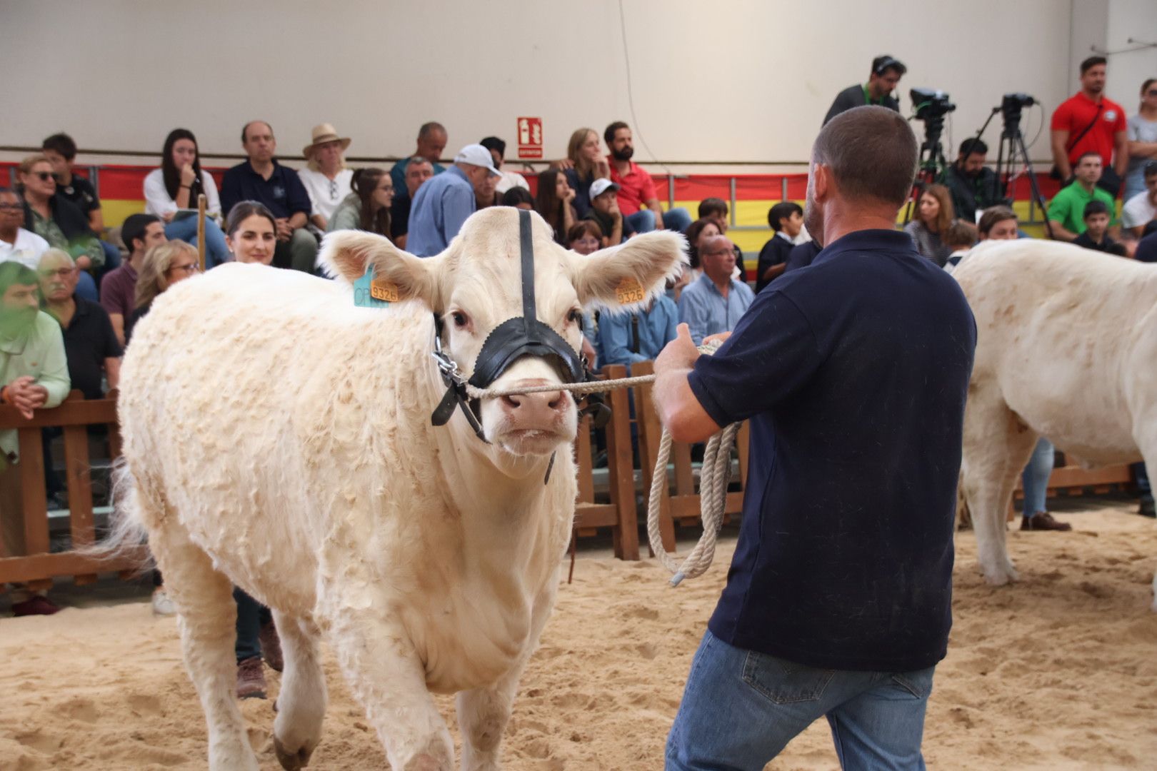 Concursos morfológicos en salamaq 