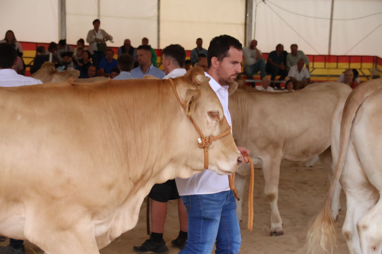 Concursos morfológicos en salamaq 