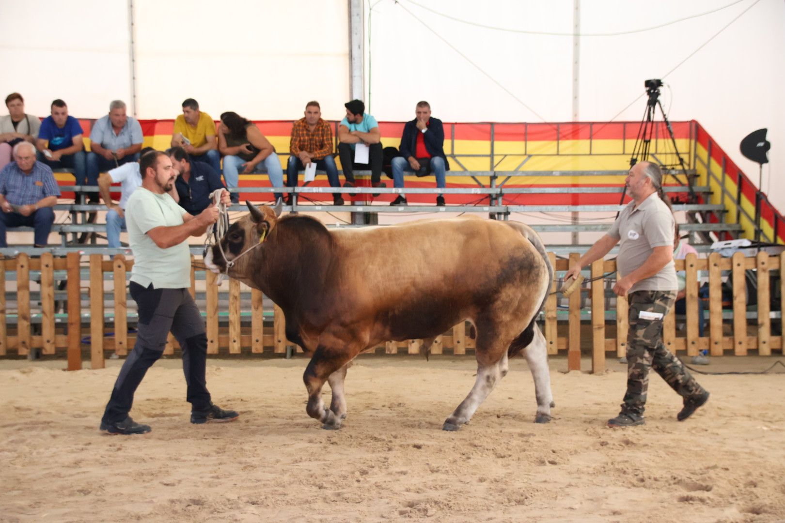 Subasta de ganado bovino