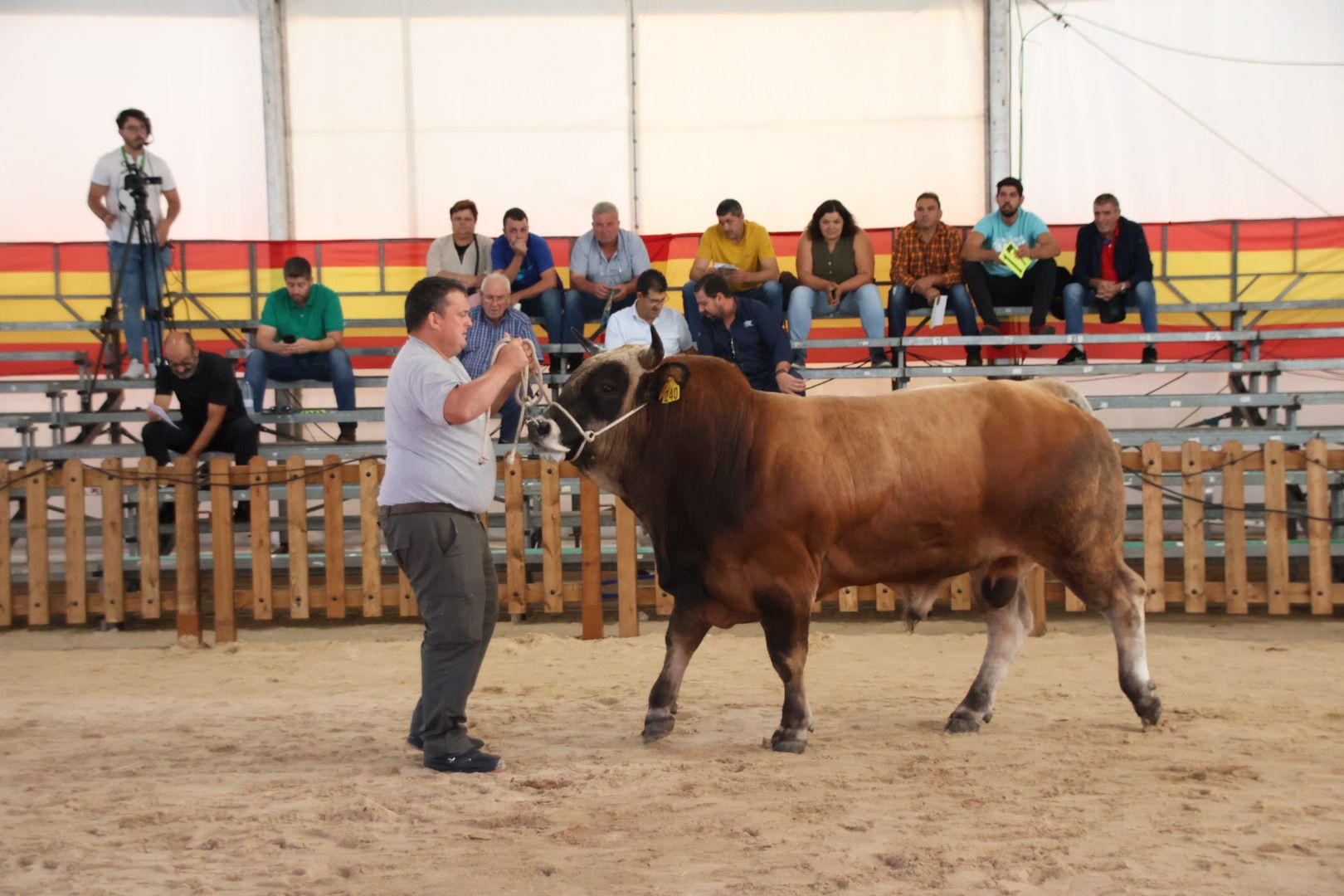 Subasta de ganado bovino