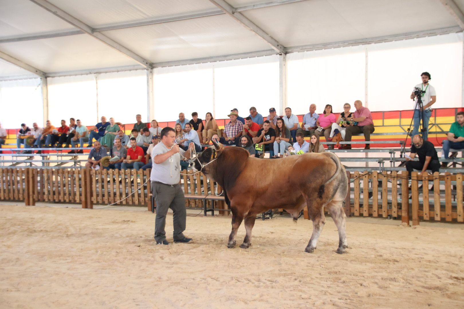 Subasta de ganado bovino