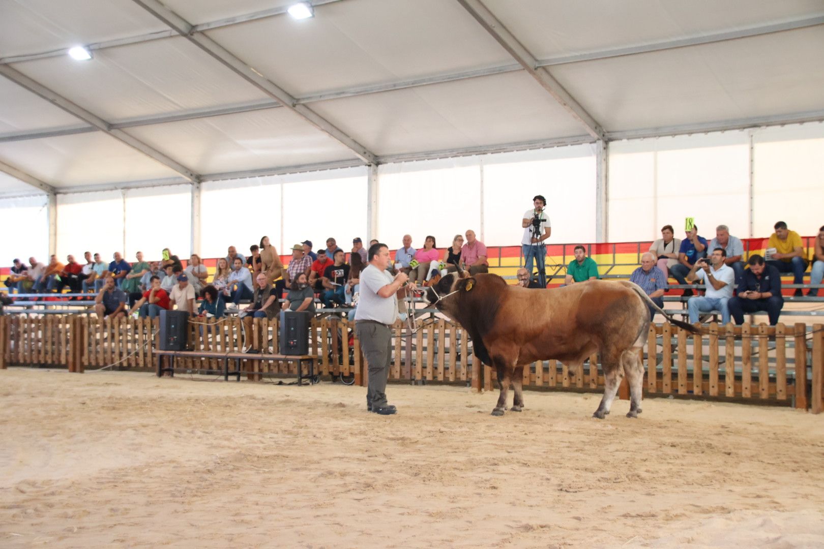 Subasta de ganado bovino