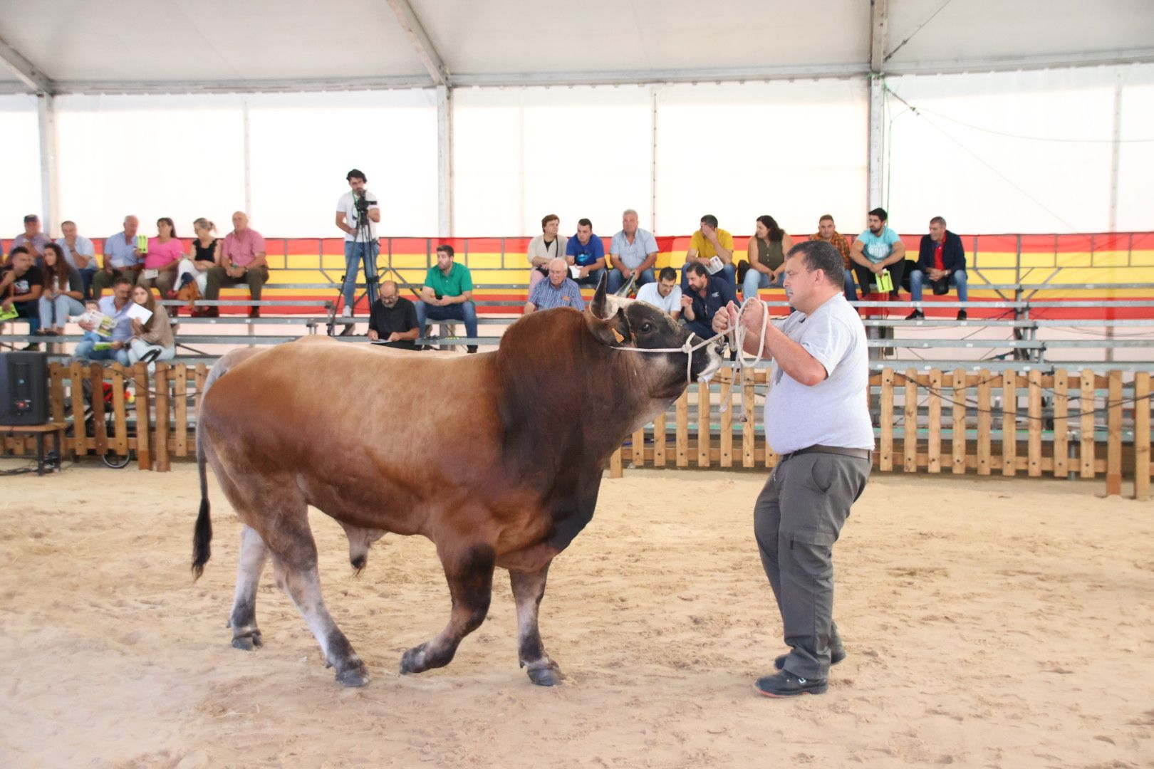 Subasta de ganado bovino