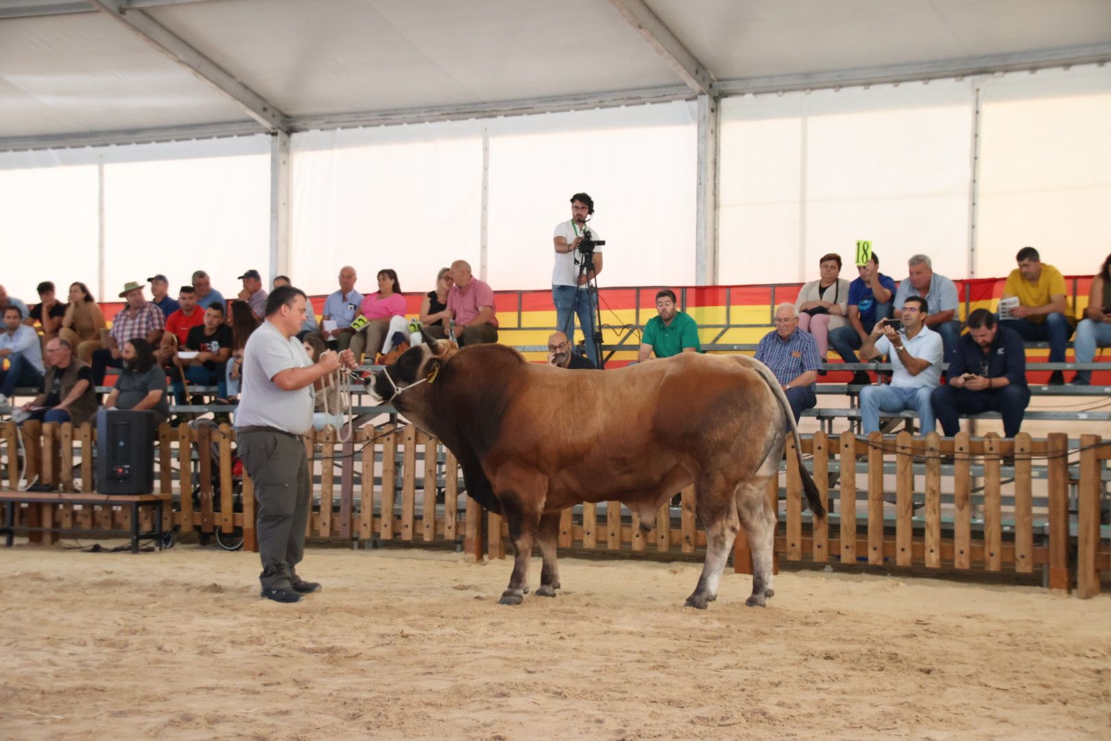 Subasta de ganado bovino