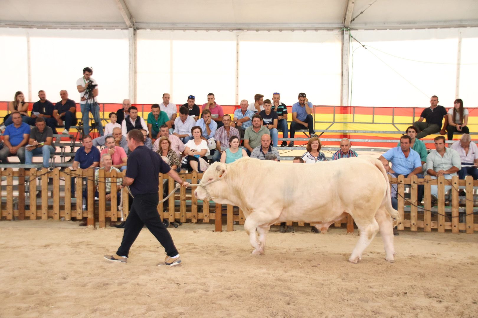 Subasta de ganado bovino